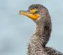 Kirms Photography Crested Cormorant-9